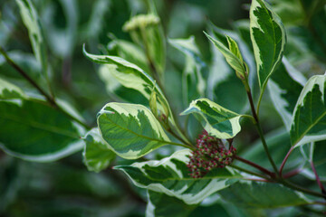 Beautiful white and green Bush. Bush with green leaves and white edging. Summer greens. Interesting natural patterns on leaves