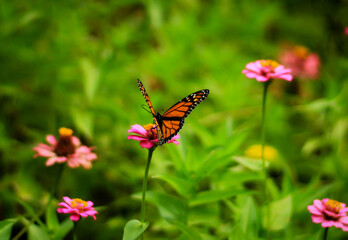 A Monarch butterfly among the flowers in Spring, TX.