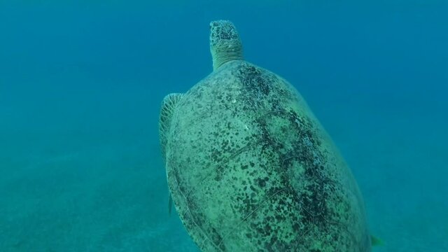 Big male Green Sea Turtle (Chelonia mydas) with Remora fish (Echeneis naucrates) under shell swim up to the surface of water, takes a breath and quicly dives to the sandy bottom. Red Sea, Egypt