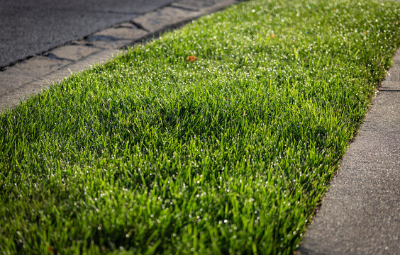 A patch of freshly mowed grass between the street and the sidewalk in the morning with drops of dew on the leaves.