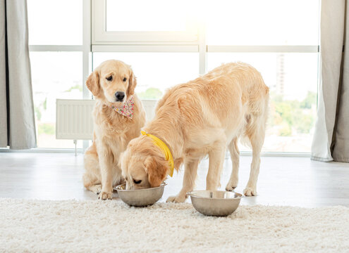 Golden Retriever Eating From Another Dog's Bowl