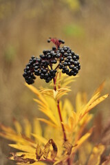 Elderberry herbal poisonous berry, a bunch of black berries in late autumn
