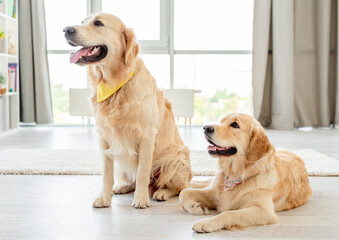 Pair of golden retrievers wearing handkerchiefs