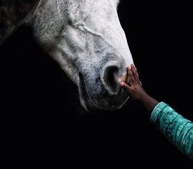Young boy touching horses face