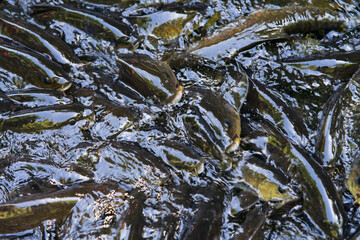 Kelah Fish at Kenyir Lake Kelah Sanctuary near Hulu Terengganu, Malaysia.