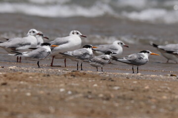 seagulls on the beach