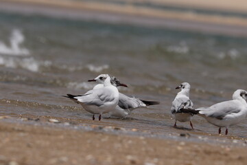 seagulls on the beach