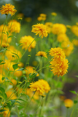on a vast green field grow fragrant summer yellow flowers