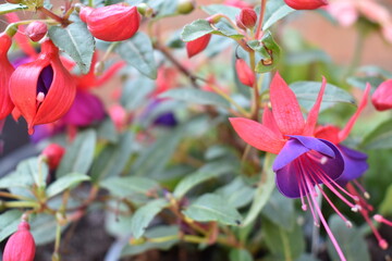 red and purple flowers