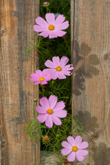 Obraz premium Yellow and red flowers growing along a white picket fence in traditional garden