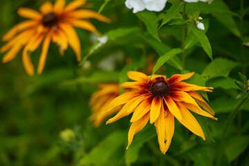 on a vast green field grow fragrant summer yellow flowers
