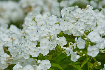 Selective focus of white flower Garden phlox in the garden, Phlox paniculata is a species of flowering plant in the family Polemoniaceae, Nature floral background.