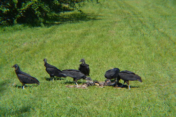 Black Vultures Feasting In Texas