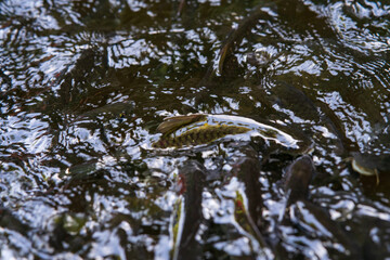Kelah Fish at Kenyir Lake Kelah Sanctuary near Hulu Terengganu, Malaysia.