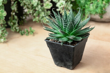 Selective focus of Lace Aloe, Aristaloe aristata green succulent haworthia plant pot on wooden table top background