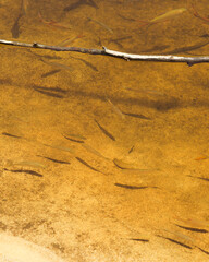 Fish in clear water. A flock of small fish in crystal clear water. Fish farming, fishing. Sunny day, the shadow of the fish on the rocky bottom of the river. View from above.