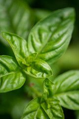 Close up of fresh and organic basil leaves in the garden