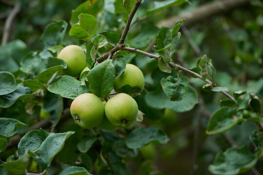 fresh green apples on the tree