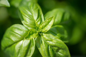 Close up of fresh and organic basil leaves in the garden