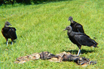 Black Vultures Feasting In Texas