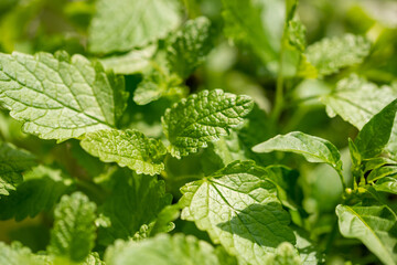 Fresh green mint leaves growing in organic garden