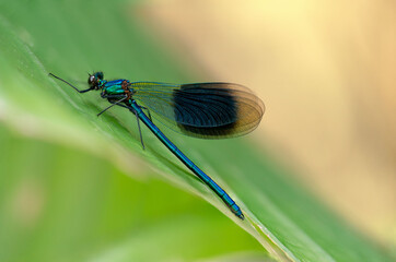 Blauflügel-Prachtlibelle (Calopteryx virgo)