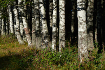 A winding path to travel through the dense wild forest on a sunny summer day