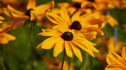 on a vast green field grow fragrant summer yellow flowers