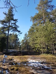 Trees, rocks and some snow on the ground in a forest on a sunny day in March.