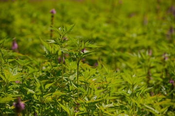 texture of small green leaves of a bush. Young green grass. Eco-friendly space.