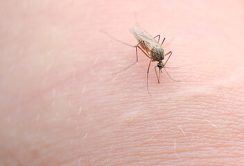 A mosquito sucks blood on a person's skin, macro photography. close up