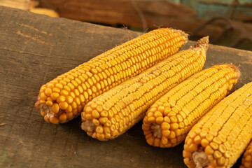 Dry corn on a wooden background. Farmer concept