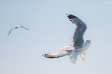 Seagul flying in the sky.