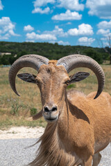 Close up shot of a ram