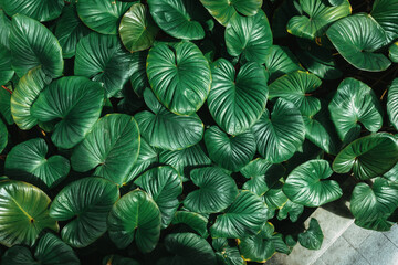 Fototapeta premium Tropical Leaf Lush Foliage Background of Nature Plant, Pattern Texture of Evergreen Tree Leaves. Abstract Natural Green Leaf Wallpaper and Home Decoration