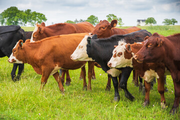 cows in the field