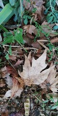 fallen autumn leaves on the green grass 