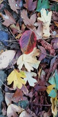 Fallen red and brown autumn leaves lie on the ground. Melancholic sad picture of extinction, withering and decay.