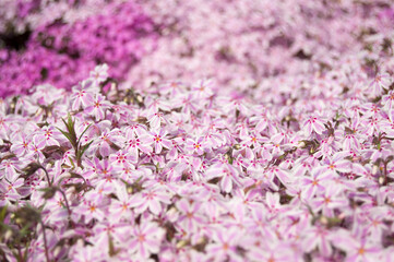 close up of pink flowers