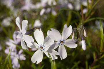 white spring flowers