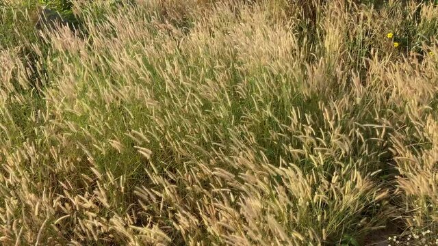 Desho grass flowers field with the wind above