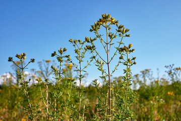 Hypericum perforatum