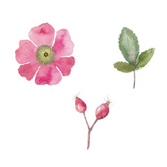 Paint set of hand-drawn watercolor rose hip flowers on a white background. Use for menus, invitations, wedding