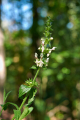 Stachys recta