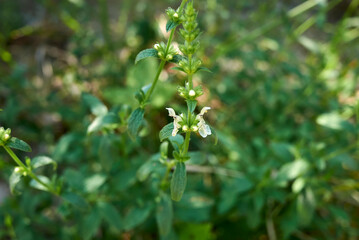 Stachys recta