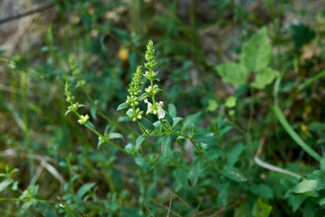 Stachys recta