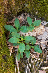 Stachys recta