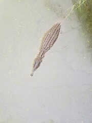 crocodile in water 