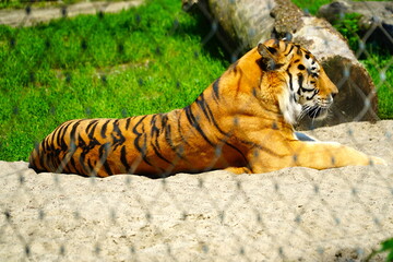 Tiger behind cage in zoo. Animal in captivity looking through the bars of a cage in the zoo. About animal rights.      