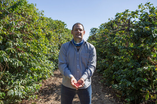 Caucasian man in blue shirt with a handful of red Brazilian coffee fruits during production harvest. Fair trade storytelling concept.
